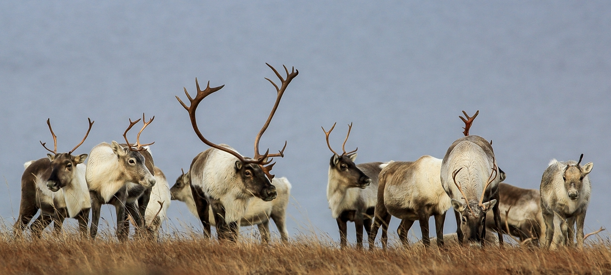 Western Arctic Caribou Herd